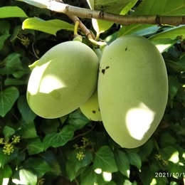 Asimina Triloba, Paw-paw, Indiansky banan - semenáče