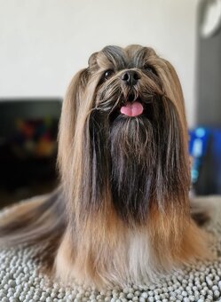 Prodám štěňata Lhasa Apso