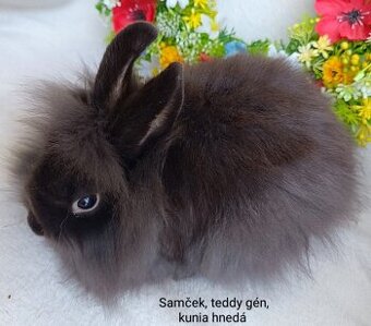 Zakrslý králik teddy gén s VP - samček kuní hnedý