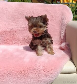 Yorkshire terrier