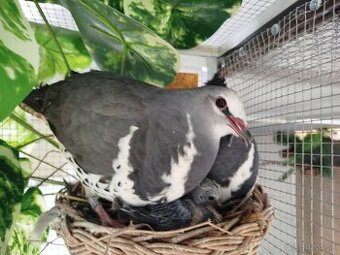 Holub Wonga -Leucosarcia melanoleuca