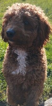 Cavapoo 1,5 rok starý