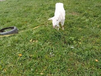 Predám alebo vymením kozu