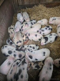 Gottingenské prasiatka