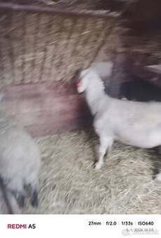 Ponúkam na vimenu barana