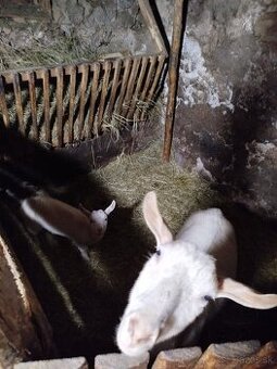 Predám malé kozliatka...