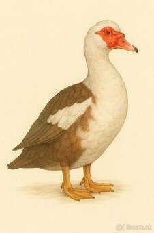 Predám Čínske Kačky