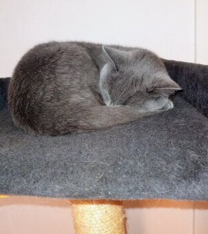 Britská modrá mačka