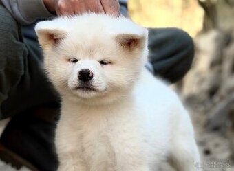 Štěňátka Akita Inu s průkazem původu FCI + AKÍHO