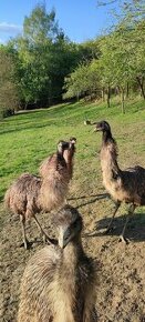Pštros Emu hnedý