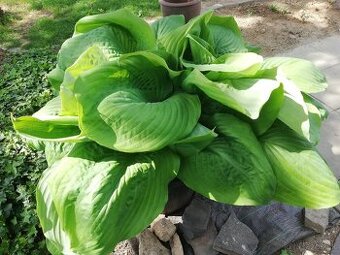 Hosta veľká, šírka až 100cm...