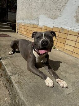 American Bully