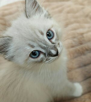 Ragdoll