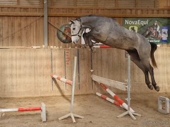 ZANGERSHEIDE VALACH - TOP CHARAKTER NA SPORT I HOBBY