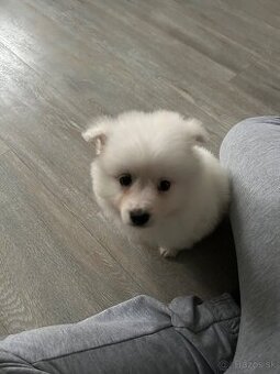 Pomeranian mini Boo