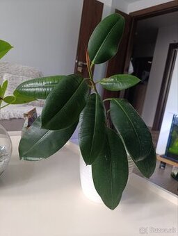 Ficus Robusta