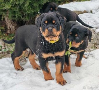 Rotvajler,rottweiler,RTV, šteniatka rottweilera