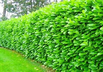 Prunus laurocerasus Vavrínovec ,,NOVITA, 0,38 € - 1