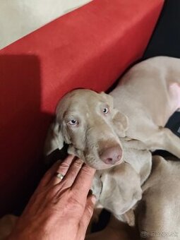 Weimarsky stavac cistokrvni bez papierov