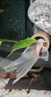 Ancistrus Super White Long Fin