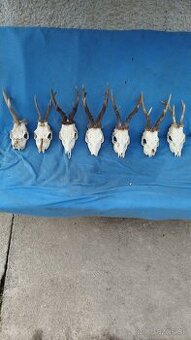 Predám srnčie trofeje parožie, zhody, srnčie.