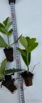 Vavrinovec lekarsky novita živy plot