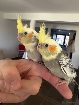 Korely Maznačikovia ručne dokrmene