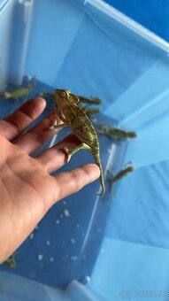 Chameleon jemensky