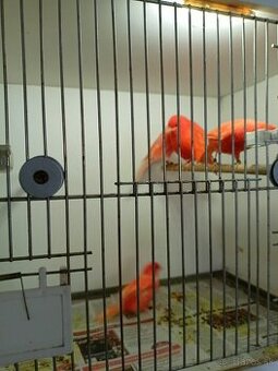 Predám kanárikov, stehlíkov s papiermi, krížencov - 1