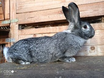 Samica Činčila veľká