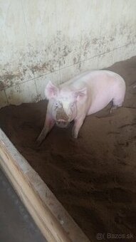 Predám jatočnú ošipanú prasa