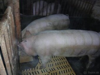 Jatočná ošípaná