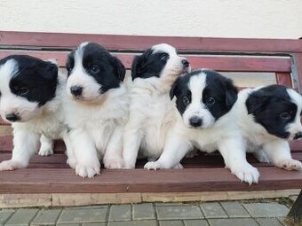 Šteniatka border kólia