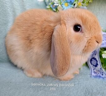 Zakrslý baranček s VP samička žltá