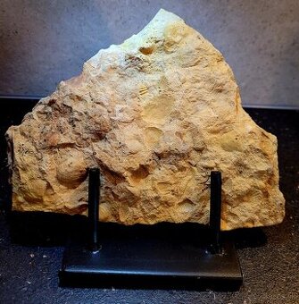 Fosílie lastúrnikov