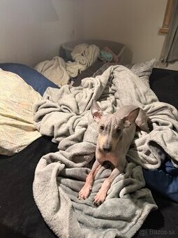 Americký bezsrstý teriér - štěně (pejsek)