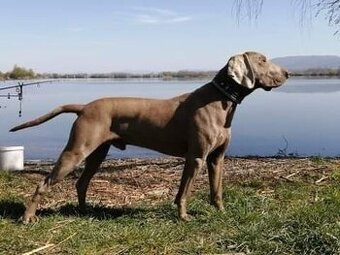 Weimarsky stavač na krytie