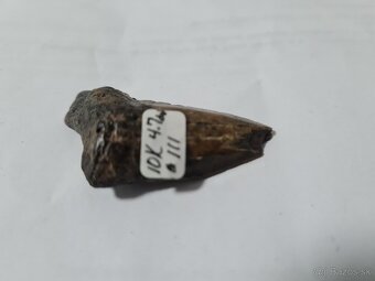 4,7 miliónov rokov skamenelý zub žraloka Megalodona a mušle