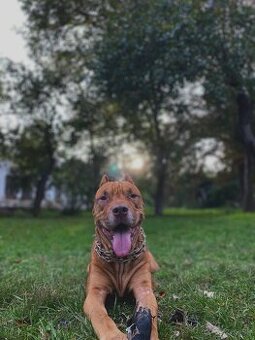 KRYTIE – Pitbull Rednose s výnimočnou povahou.