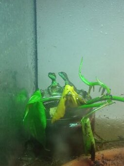 Predám mláďatá baziliška zeleného