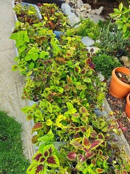 Koleus coleus africká okrasná žihľava