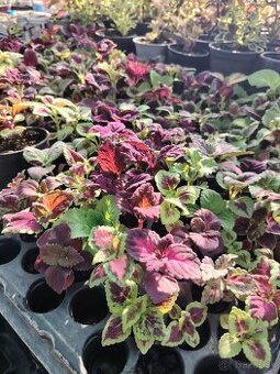 Coleus
