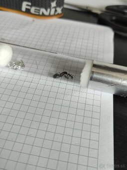 Predám kolóniu mravcov Camponotus nicobarensis