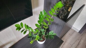 Zamiokulkas (Zamioculcas zamiifolia)