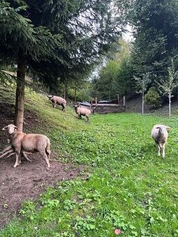 Predám barany – Oxford Down a Lacaune