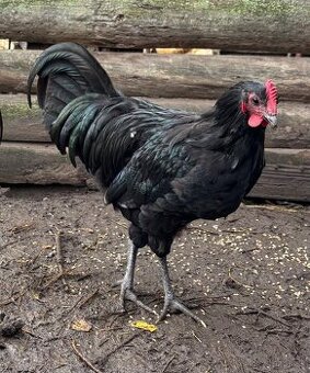 Australorp kohút