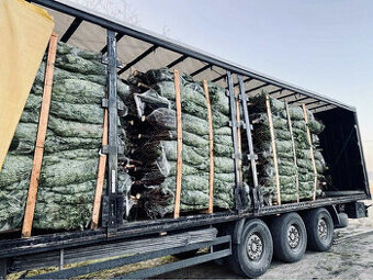 Kaukazská jedľa 1,70-2,00 smrek vianočné stromčeky