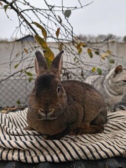 Castorex  - samička