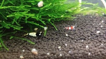 krevetky cardina mix.