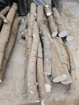 Kmeňe Lipy pre rezbárov a umelcov